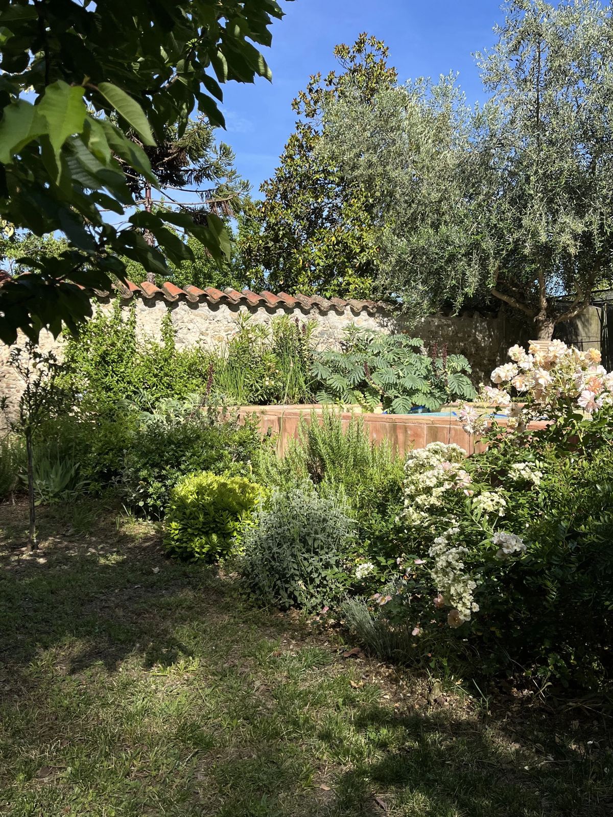 Jardin de centre-ville à Céret : massifs méditerranéens et rosiers devant un mur de pierre