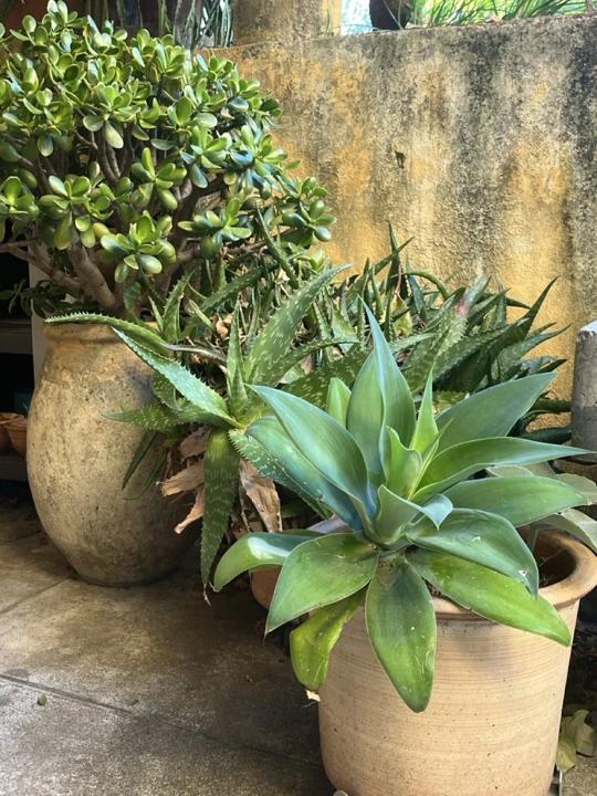 Jardin de Céret, photo 3