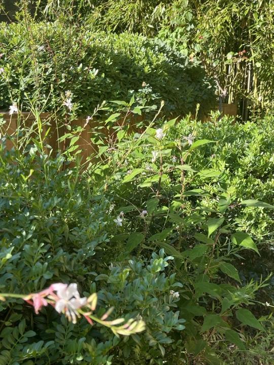 Jardin de Céret, photo 4