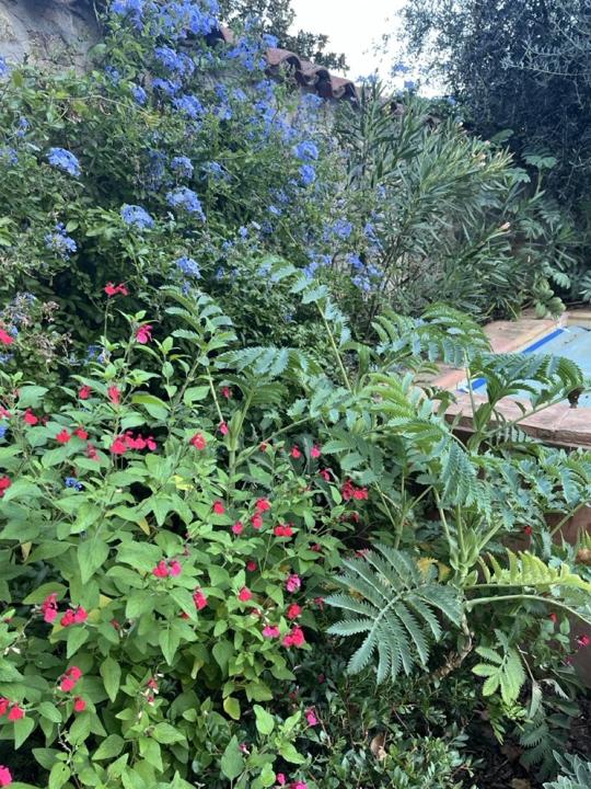 Jardin de Céret, photo 6