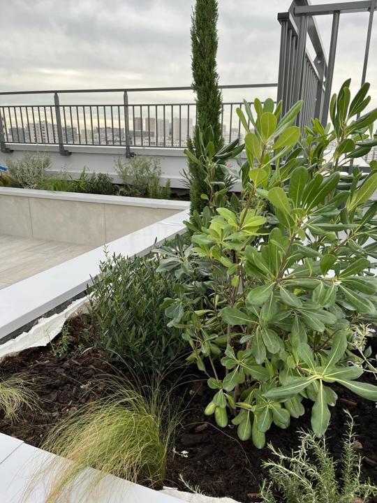 Toit-terrasse plein sud planté d'arbustes méditerranéens, Paris 14e