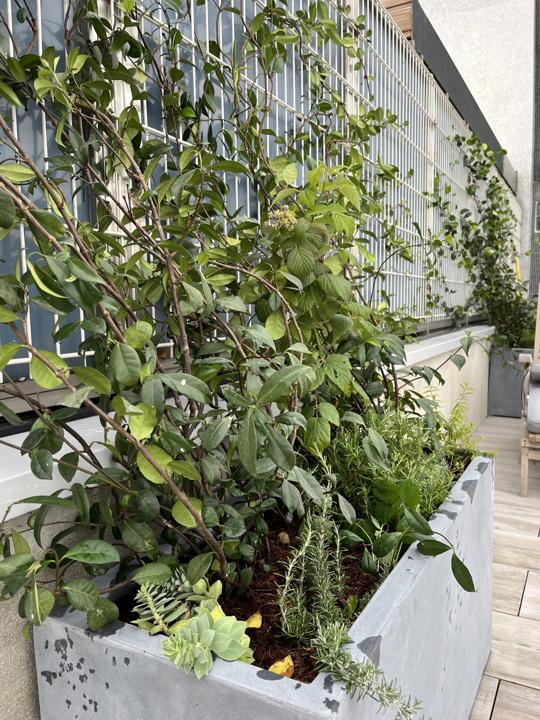 Toit-terrasse de Denfert, Paris 14e, photo 4