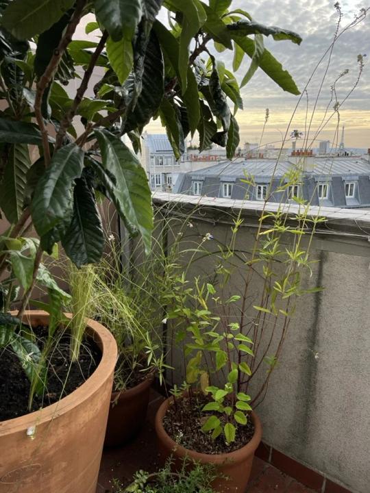 Balcon des Martyrs, Paris 9e, photo 12
