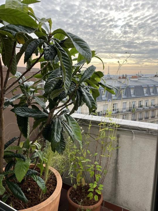 Balcon des Martyrs, Paris 9e, photo 14