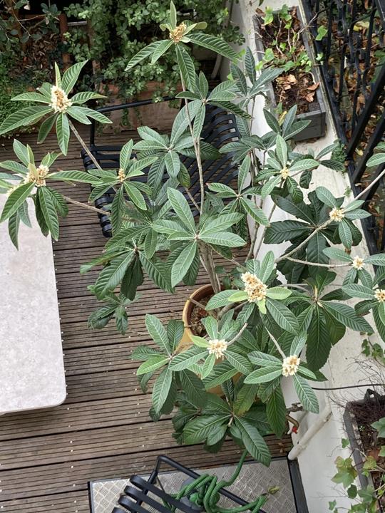 Terrasse de la Mouzaïa, Paris 19e, photo 3