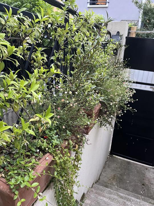 Terrasse de la Mouzaïa, Paris 19e, photo 8