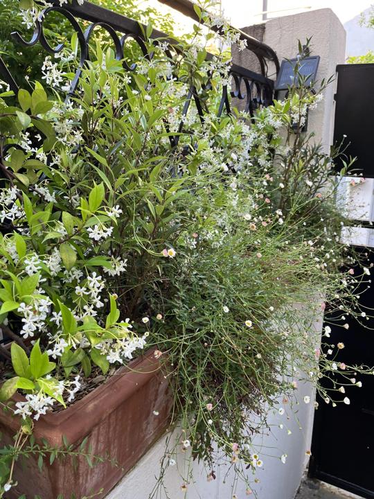 Terrasse de la Mouzaïa, Paris 19e, photo 10