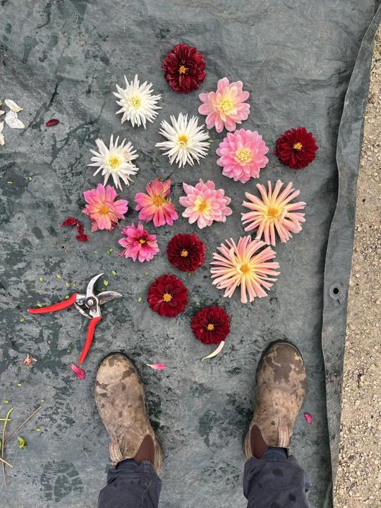 Fleurs coupées de dahlias et de zinnias posées au sol à côté d'un sécateur
