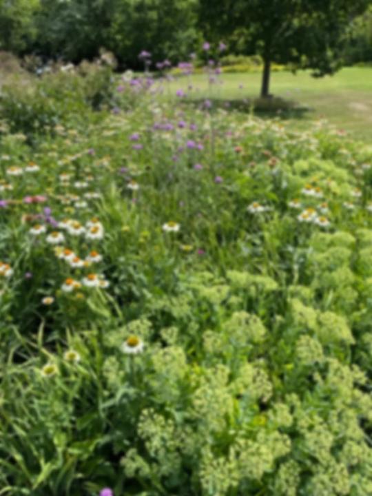 Massif de fleurs sauvages et de graminées